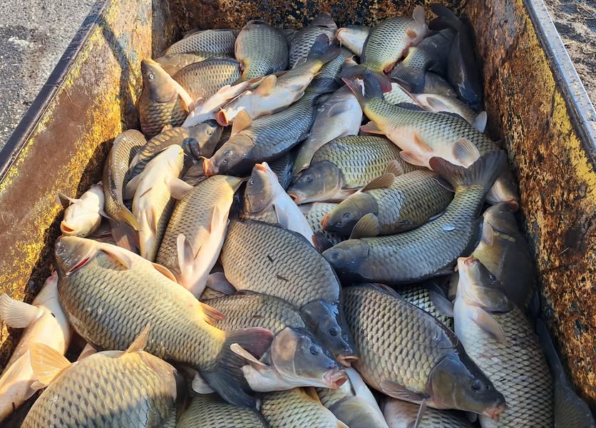 Megvalósult a 2025-év első telepítése 02.04-napján a Szálkai víztározóba.