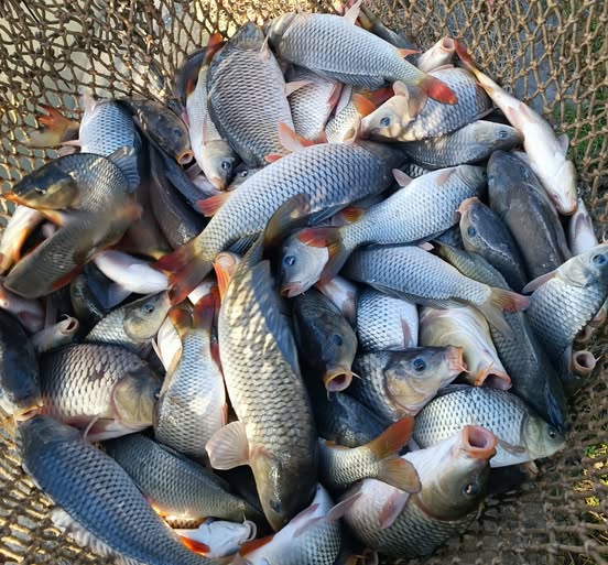 Haltelep&iacute;t&eacute;s